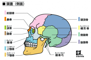 頭蓋骨（横）